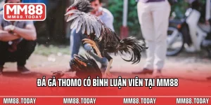 Đá gà Thomo có bình luận viên